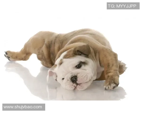 萌态十足的足球明星逗比瞬间壁纸，带你领略可爱与幽默的完美结合