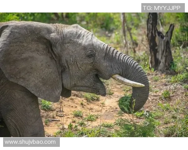 《球场上的传奇对决:足球明星们在漫画世界中的激烈角逐与精彩瞬间》 《球场上的传奇对决:足球明星们在漫画世界中的激烈角逐与精彩瞬间》